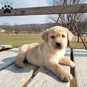 Henry, Yellow Labrador Retriever Puppy